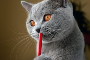 cats, Animals, Straws