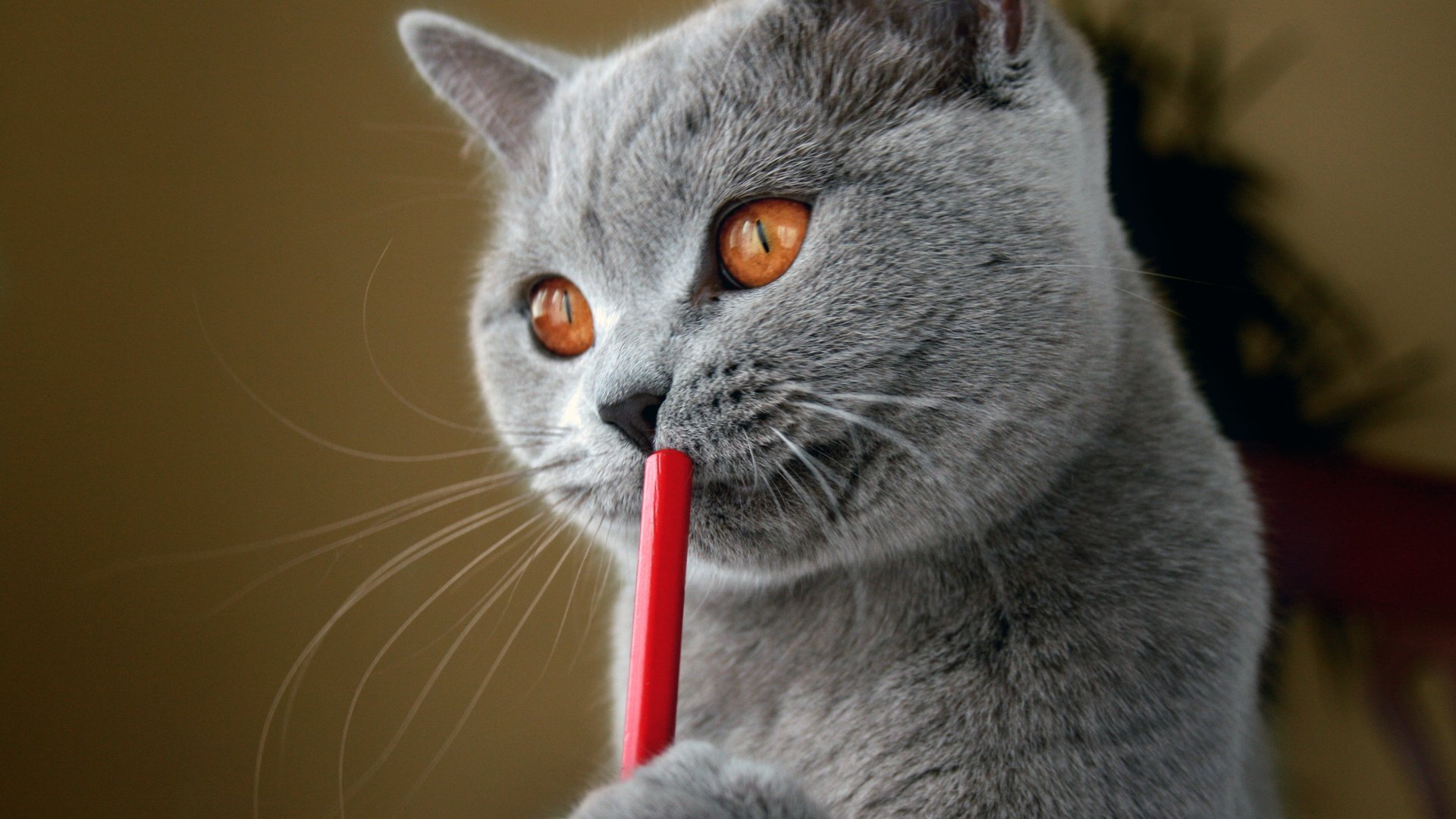 cats, Animals, Straws Wallpaper