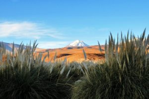green, Chile, Landscapes, Nature, Snow, White, Flowers, Volcanoes, Zorro, Light, Blue, Andes, Atacama, Desert, Cynosurus, Echinatus