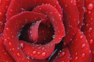 red, Water, Drops, Roses