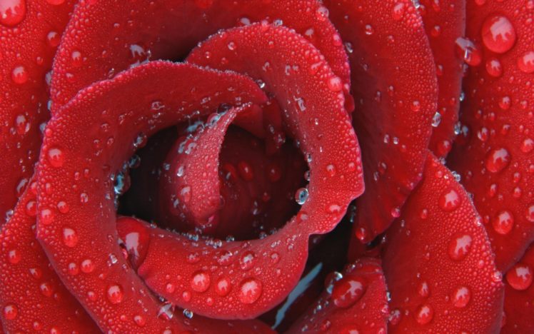 red, Water, Drops, Roses HD Wallpaper Desktop Background