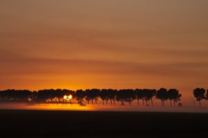 sunset, Landscapes, Nature, Trees, Silhouettes, Fog, Evening
