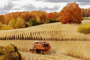 autumn, Corn, Harvest, Michigan, Cadillac, Cornfield