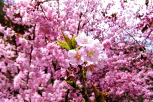 nature, Cherry, Blossoms, Flowers, Spring, Pink, Flowers