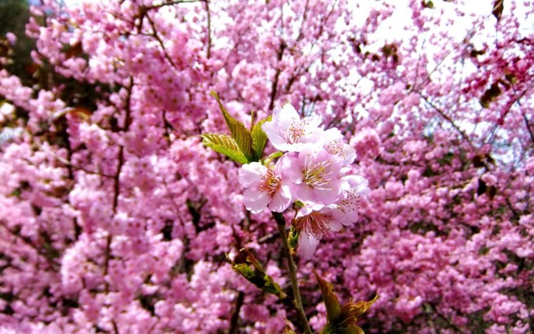 nature, Cherry, Blossoms, Flowers, Spring, Pink, Flowers HD Wallpaper Desktop Background