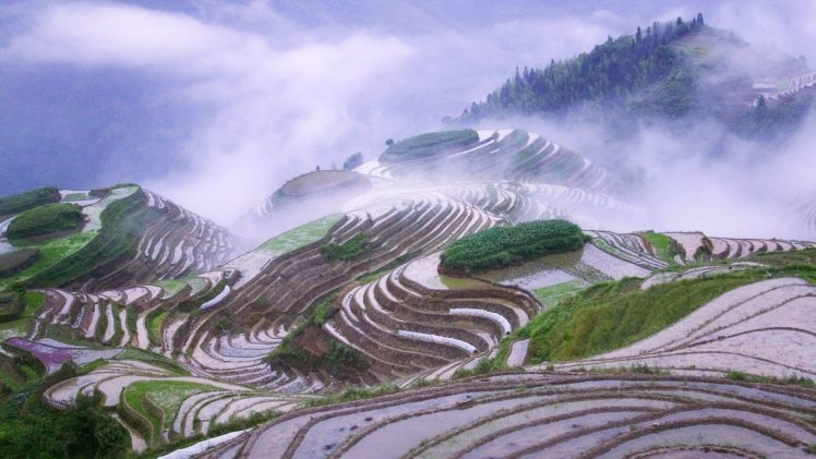 landscapes, Nature, Mist, Terraces, Natural, Scenery, Early, Morning, Rice, Terraces HD Wallpaper Desktop Background