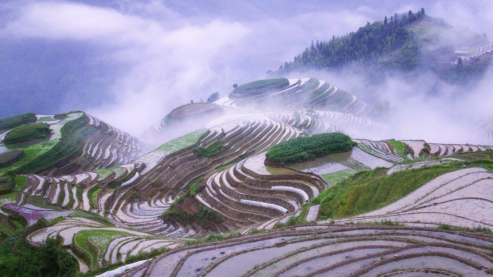 landscapes, Nature, Mist, Terraces, Natural, Scenery, Early, Morning, Rice, Terraces Wallpaper