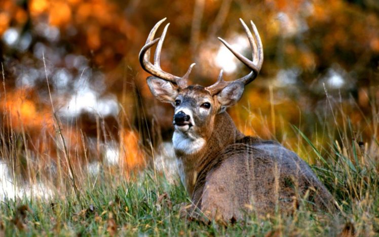 nature, Autumn, Deer HD Wallpaper Desktop Background