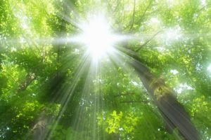 nature, Trees, Forests, Sunlight, Sun, Flare