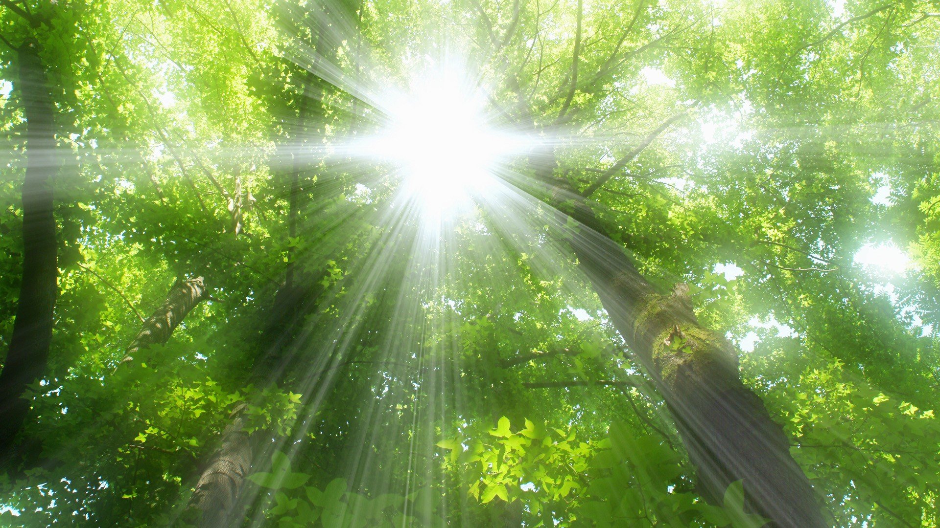 nature, Trees, Forests, Sunlight, Sun, Flare Wallpaper