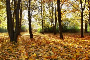 trees, Autumn, Leaves, Fallen, Leaves