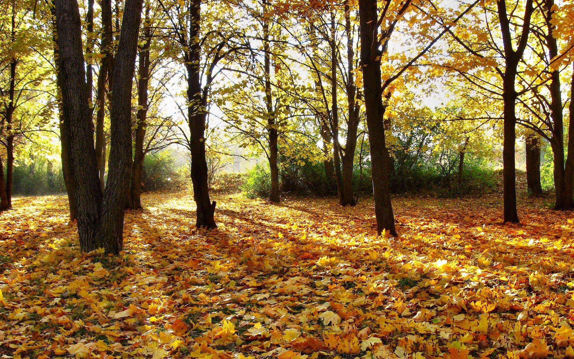 trees, Autumn, Leaves, Fallen, Leaves Wallpaper
