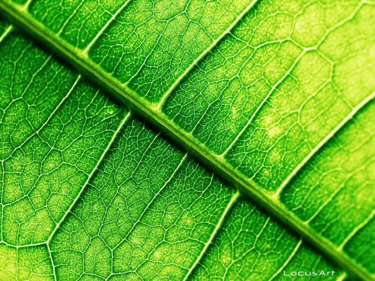 green, Leaves, Macro HD Wallpaper Desktop Background