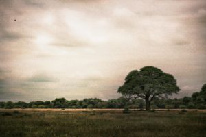 clouds, Landscapes, Trees, Grass