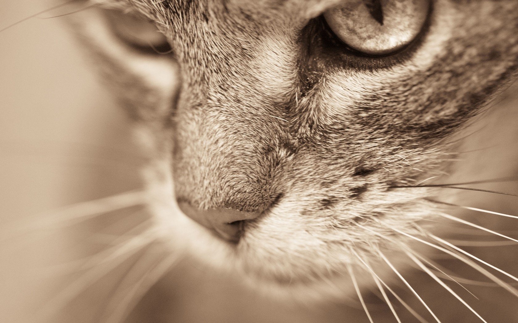 close up, Eyes, Vintage, Cats Wallpaper