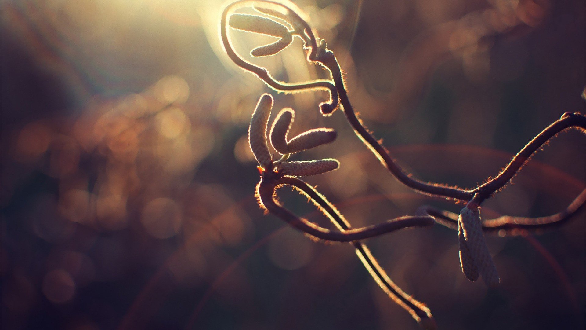 nature, Macro, Branches Wallpaper