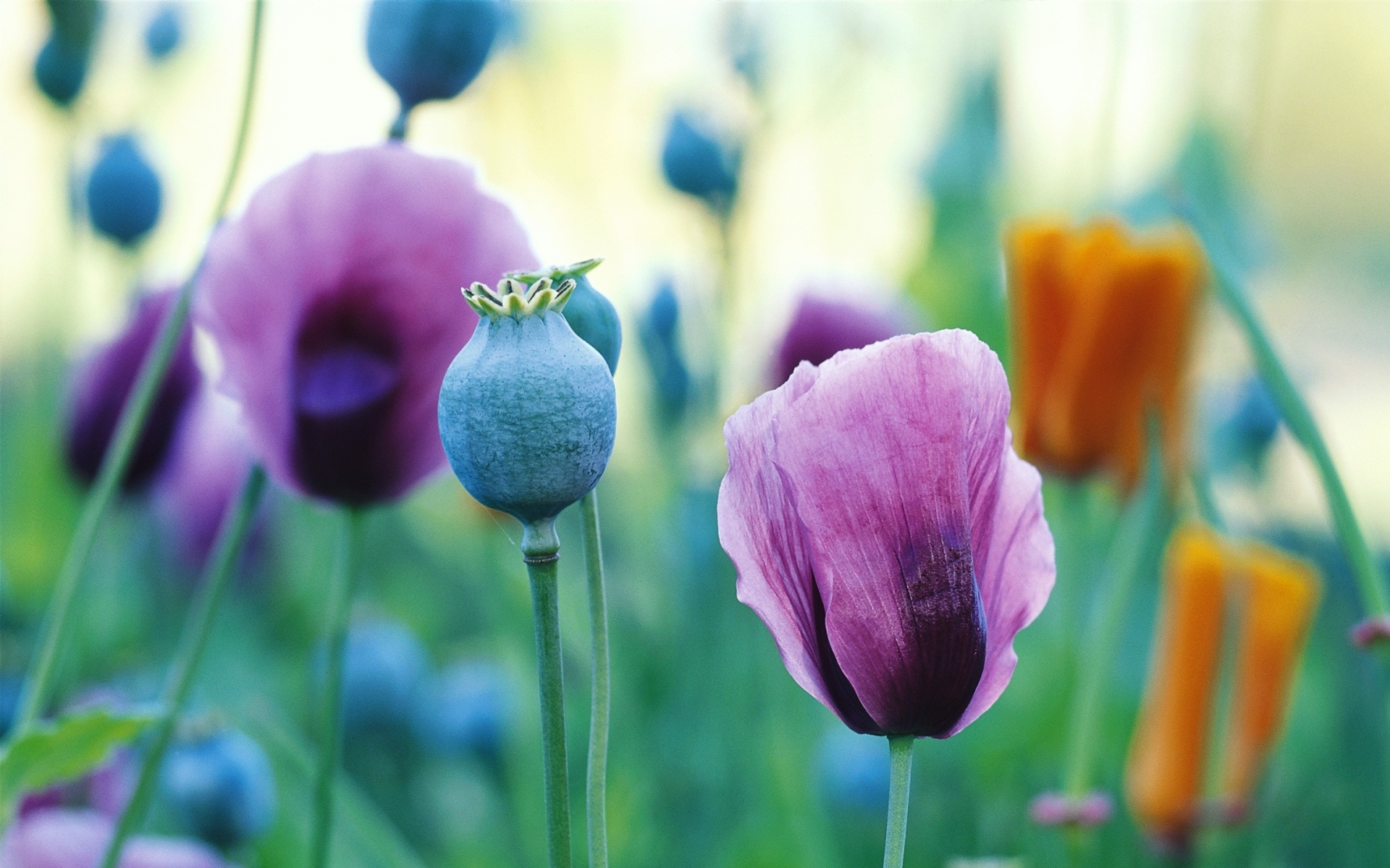 poppy, Color, Macro Wallpaper