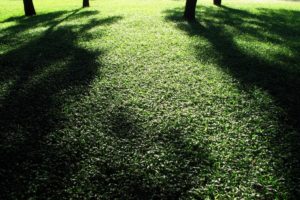 green, Nature, Trees, Grass, Shadows