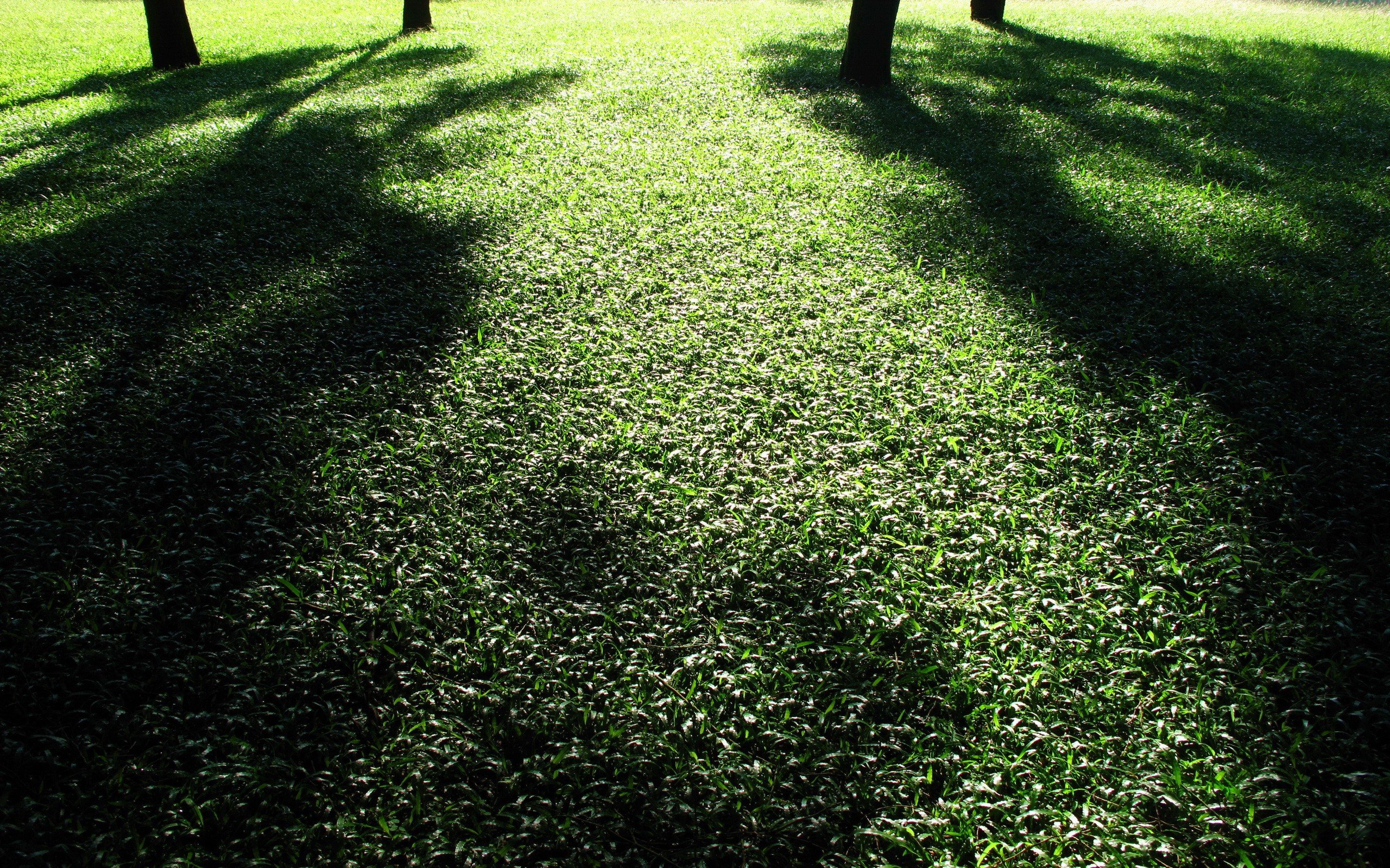 green, Nature, Trees, Grass, Shadows Wallpaper