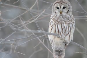 winter, Birds, Owls