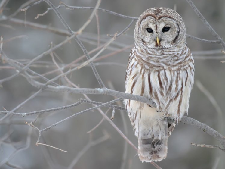 winter, Birds, Owls HD Wallpaper Desktop Background