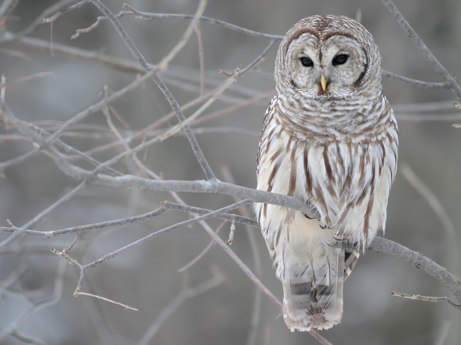 winter, Birds, Owls Wallpaper