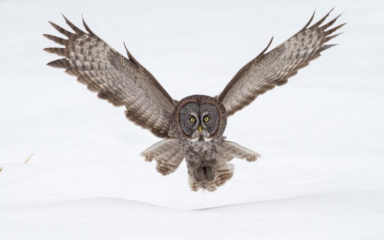 animals, Owls HD Wallpaper Desktop Background