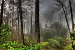 trees, Forests, Fog
