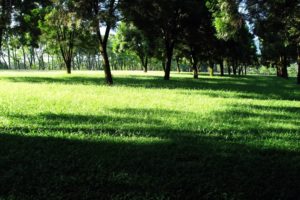 green, Nature, Trees, Grass, Shadows