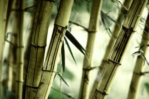 nature, Bamboo, Plants
