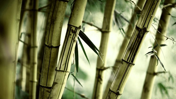nature, Bamboo, Plants HD Wallpaper Desktop Background