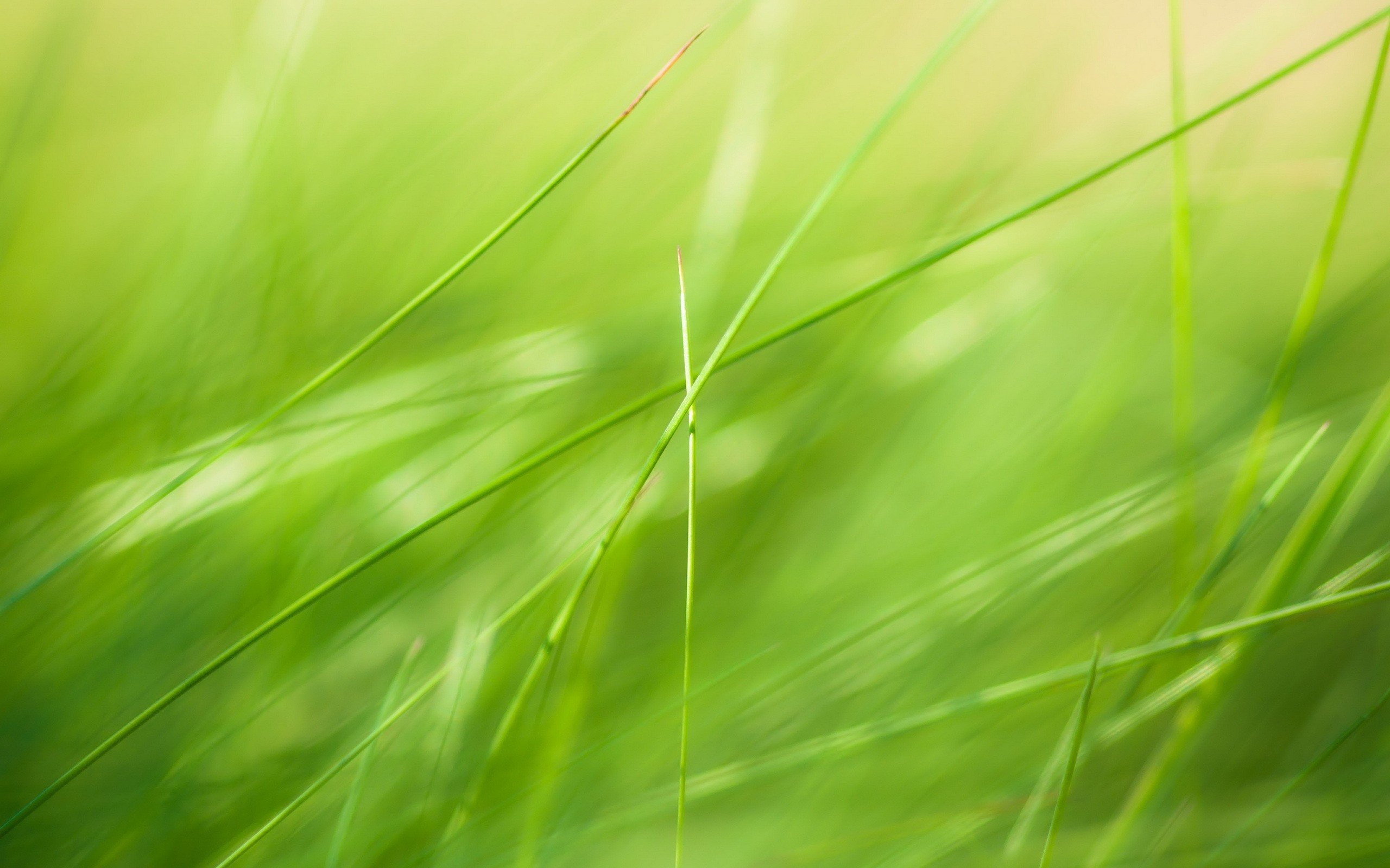 grass Wallpaper