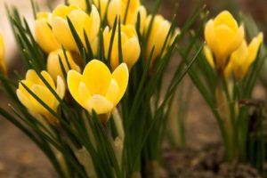 landscapes, Nature, Tulips, Yellow, Flowers