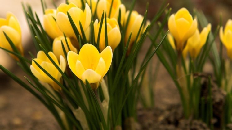 landscapes, Nature, Tulips, Yellow, Flowers HD Wallpaper Desktop Background