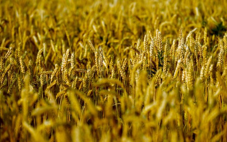 landscapes, Grass, Macro, Grain, Farm HD Wallpaper Desktop Background