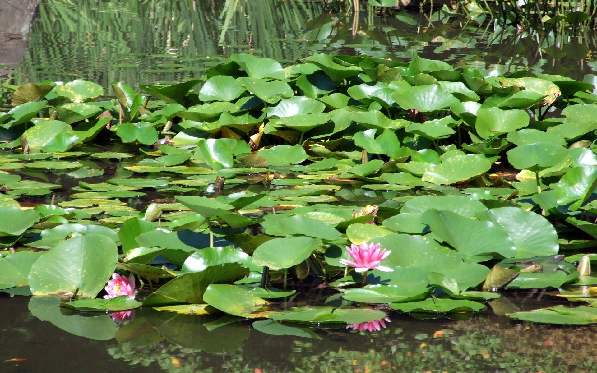 water, Japan, Flowers, Lily, Pads, Water, Lilies Wallpapers HD / Desktop an...