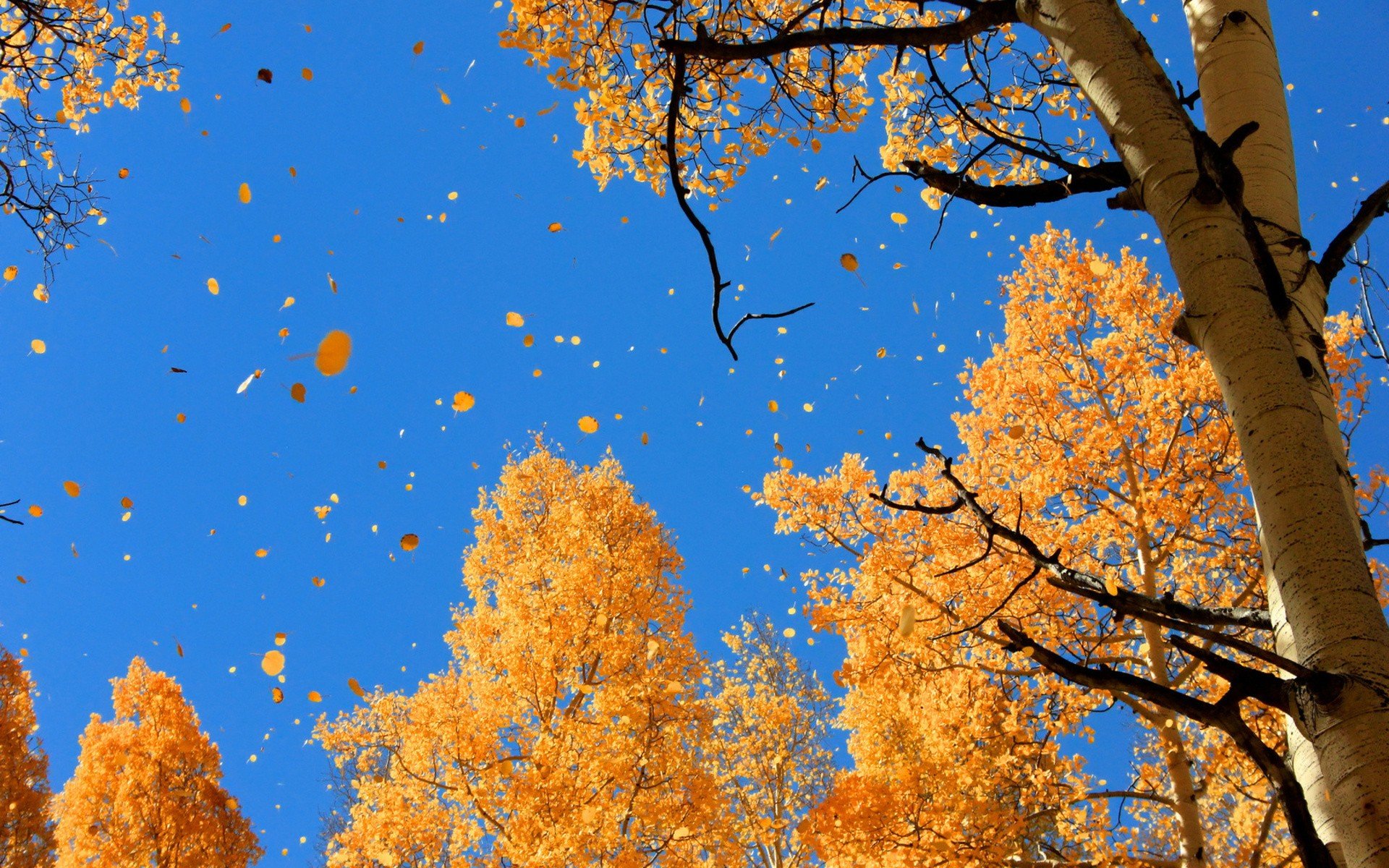 trees, Autumn, Leaves Wallpaper