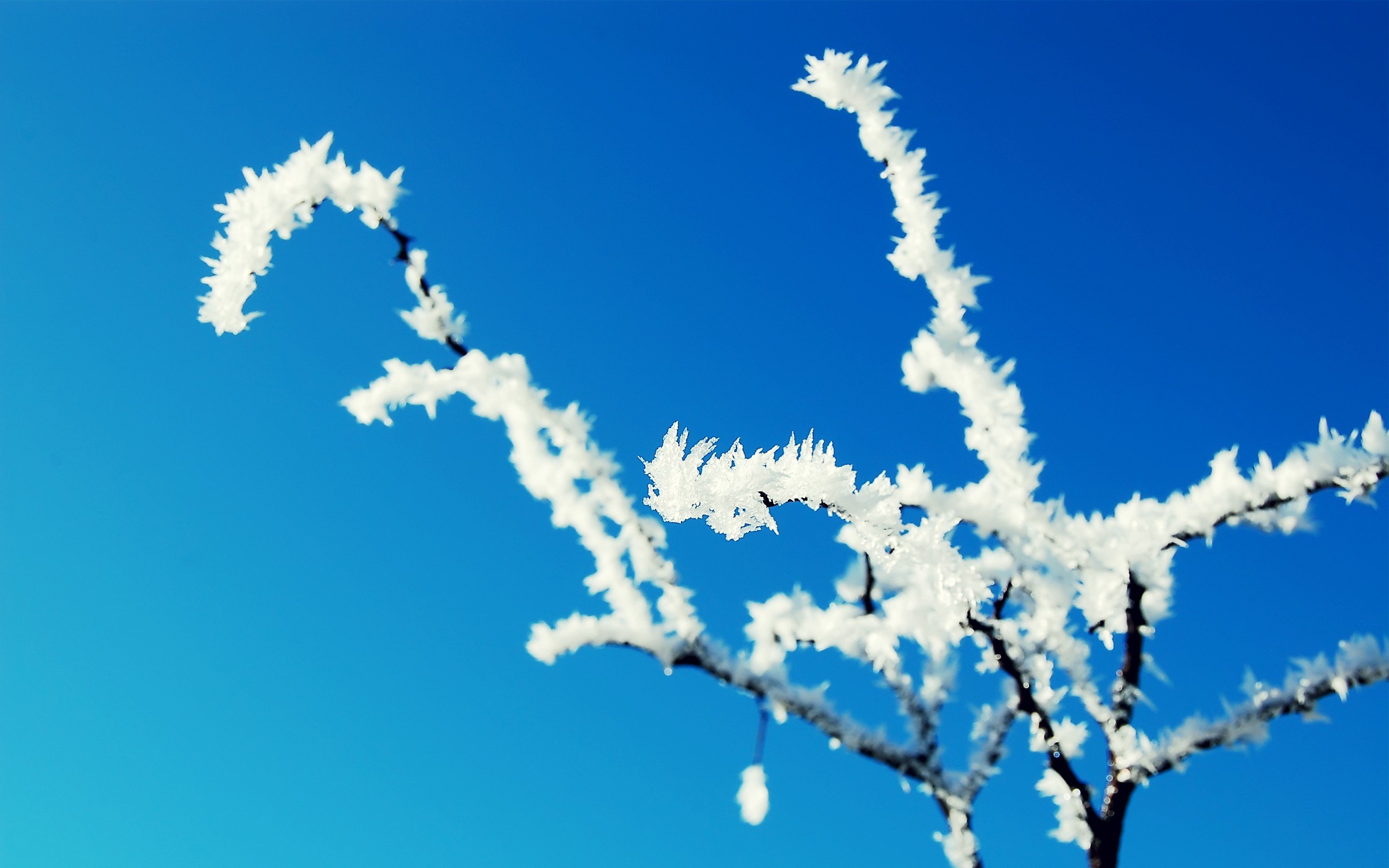 flowers Wallpaper