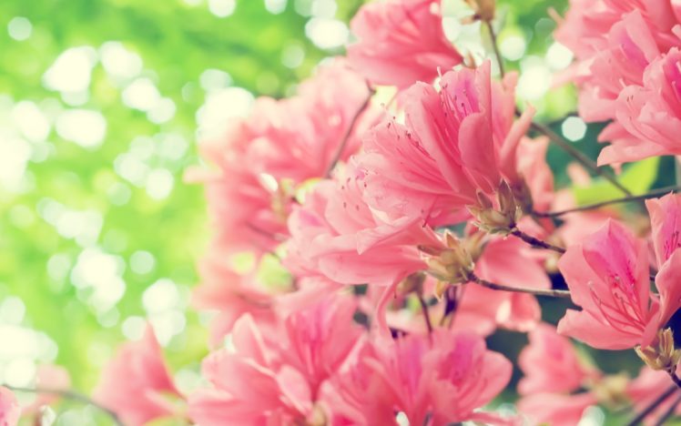 nature, Flowers, Bright HD Wallpaper Desktop Background