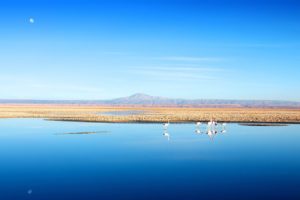 water, Chile, Blue, Mountains, Landscapes, Nature, Birds, Calm, Flamingos, Lakes, Salt, Flats, Andes, Atacama, Desert, Salar, De, Atacama