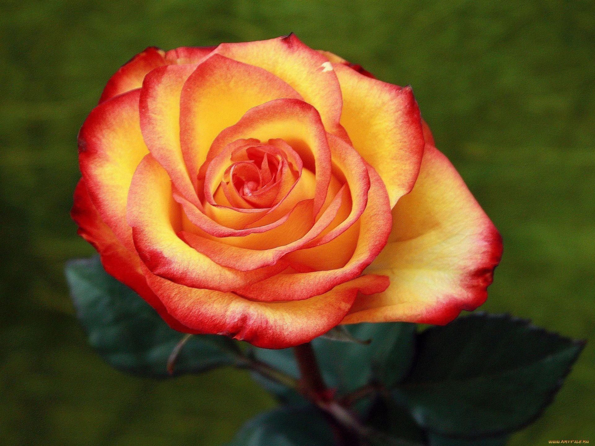 flowers, Roses Wallpaper