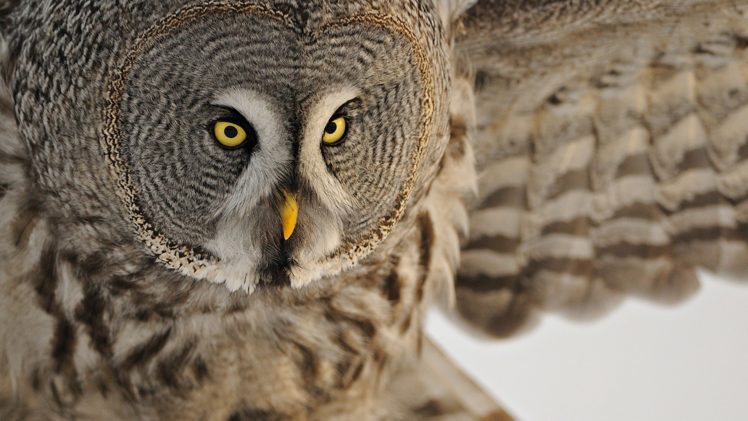 nature, White, Birds, Owls HD Wallpaper Desktop Background