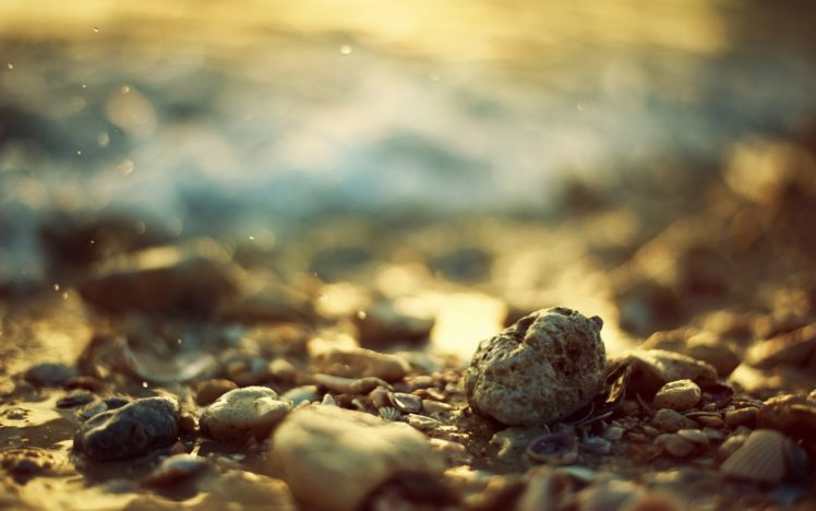 stones, Seashells, Depth, Of, Field HD Wallpaper Desktop Background