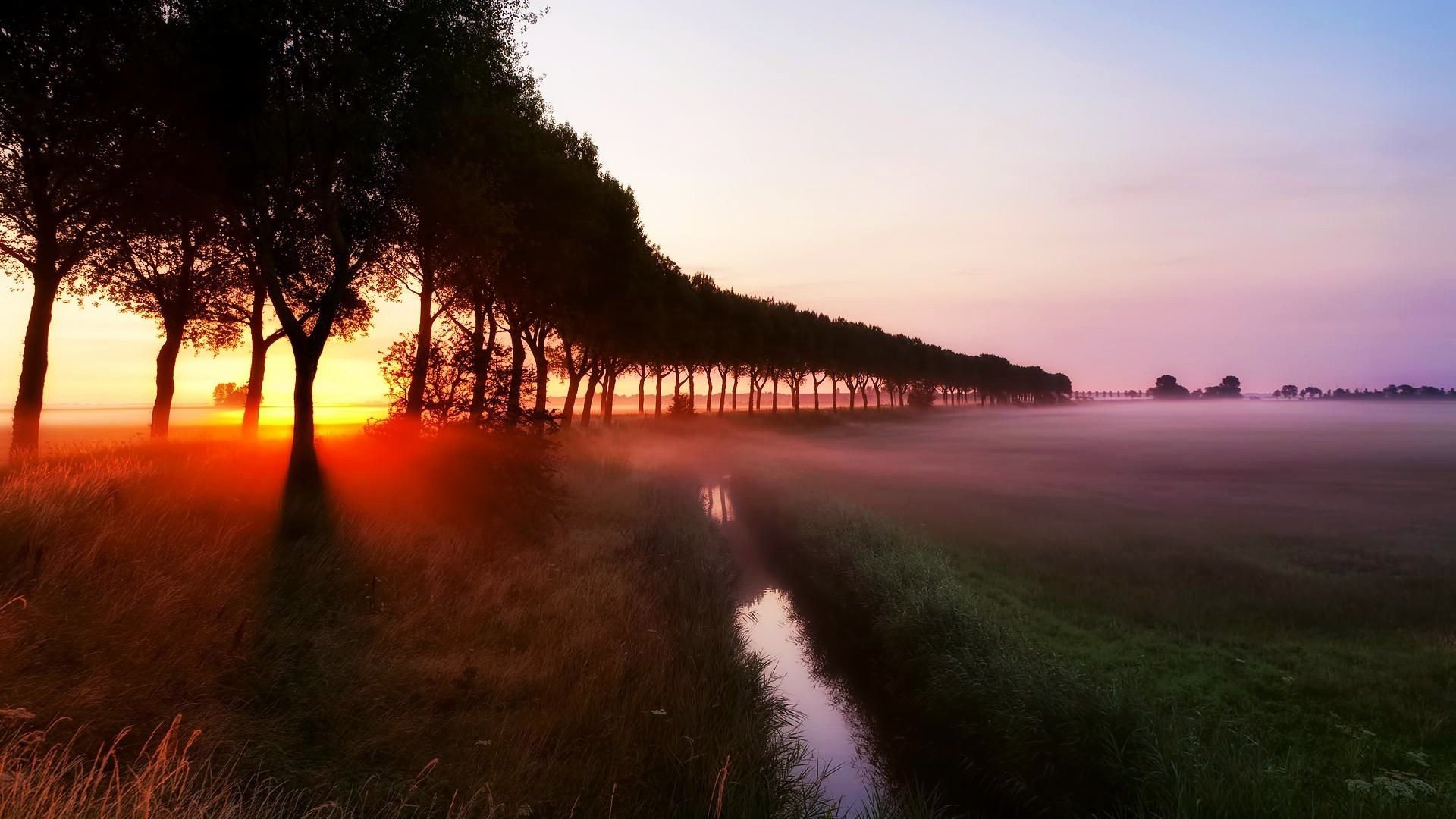 landscapes, Sun, Trees, Fog Wallpaper