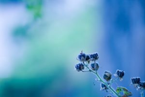 minimalistic, Flowers, Blue, Flowers, Blurred, Background