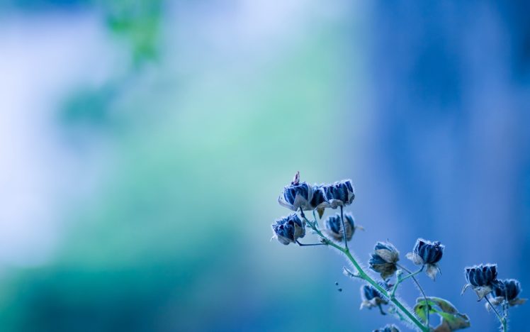minimalistic, Flowers, Blue, Flowers, Blurred, Background HD Wallpaper Desktop Background