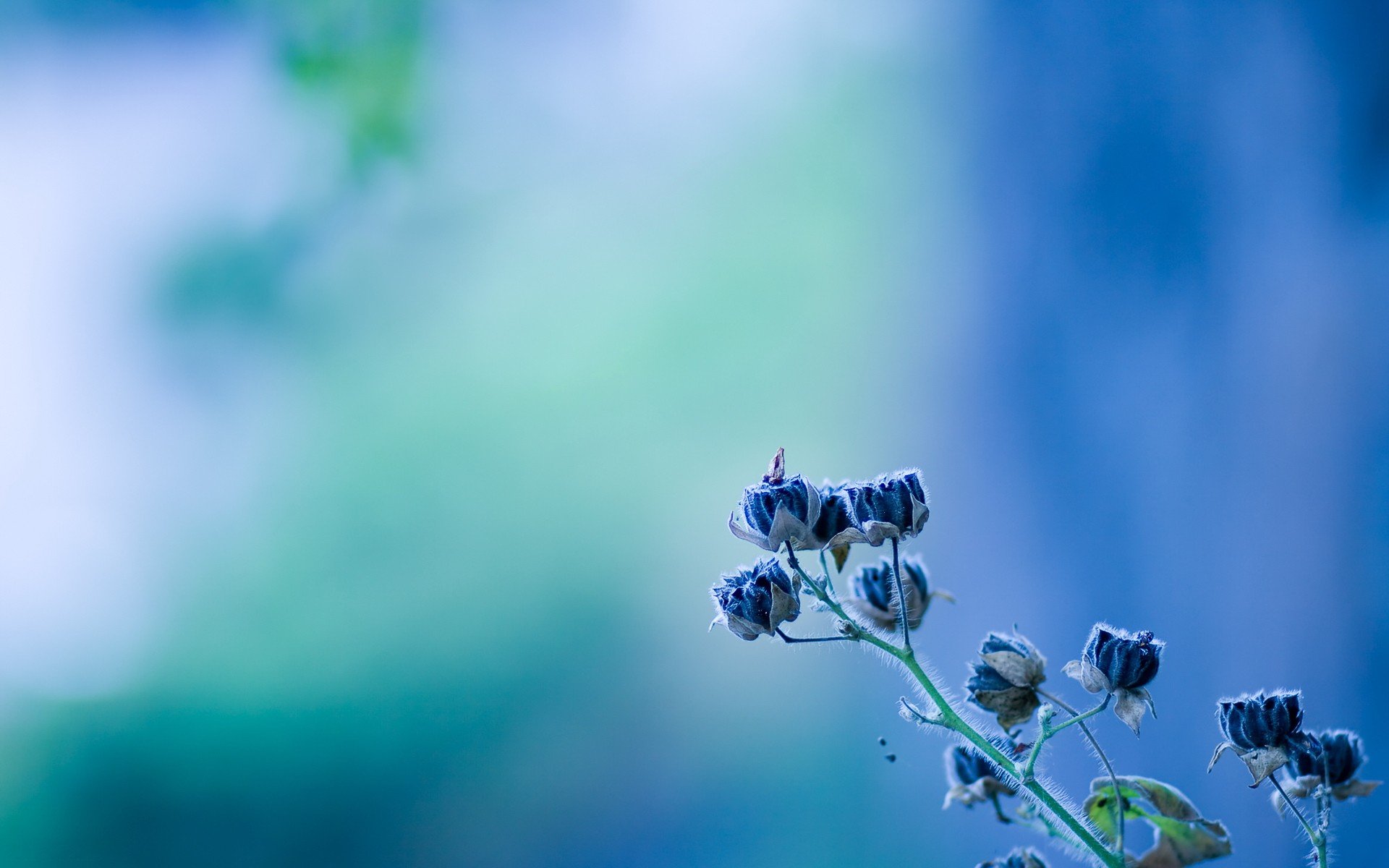 minimalistic, Flowers, Blue, Flowers, Blurred, Background Wallpaper