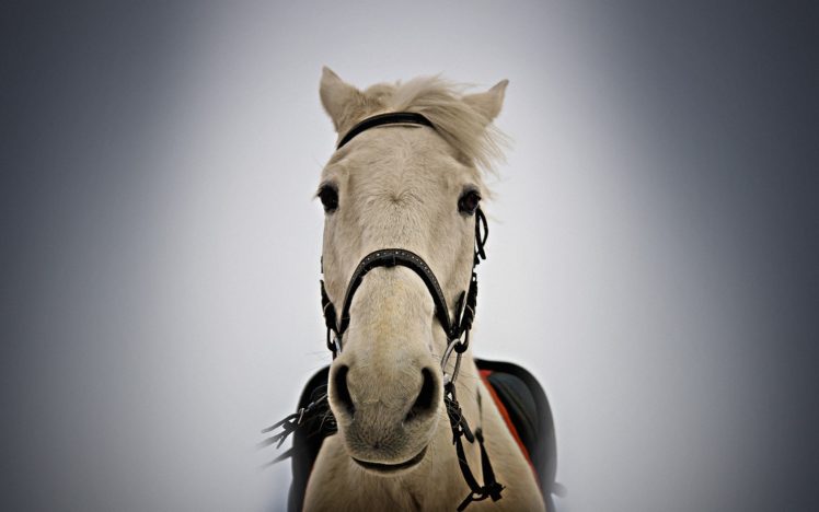 animals, White, Horse HD Wallpaper Desktop Background