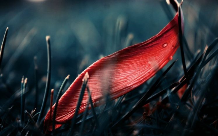 nature, Grass, Fallen, Leaves HD Wallpaper Desktop Background