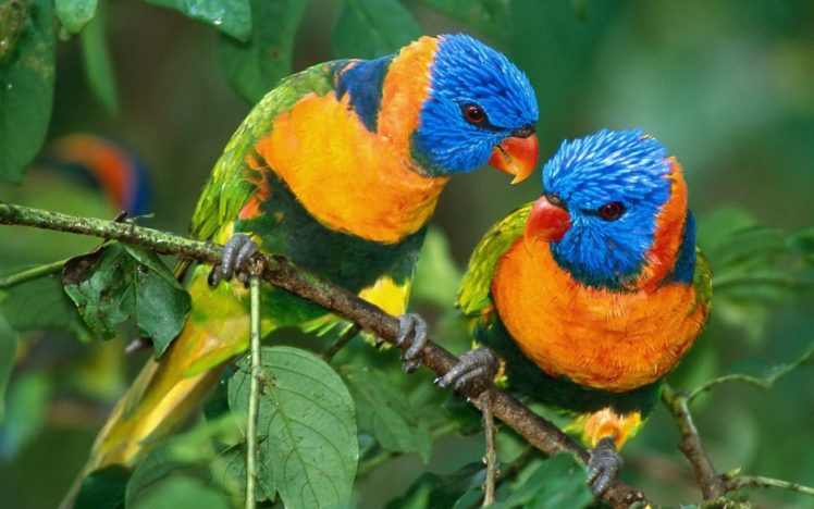 birds, Animals, Parrots, Rainbow, Lorikeet HD Wallpaper Desktop Background